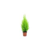 LİLYA BOTANİK Bodur Limon Servi Çam Ağacı 30-60 Cm