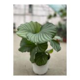 LİLYA BOTANİK Calathea Orbifolia - Ev Ve Ofis Bitkisi - Dua Çiçeği