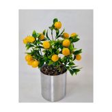 Limon Ağacı Metal Saksıda 35 Cm