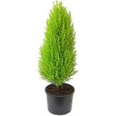 Limon Çamı Limoni Servi 30-40 Cm
