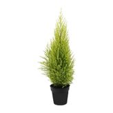 Limon Selvi - 30 - 45 Cm