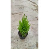 Limon Selvi Fidanı 30-40 Cm