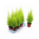 Limon Servi Çamı Saksılı 30-60 Cm