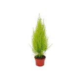 Limon Servi Fidanı 20-30 Cm