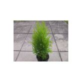 Limon Servi Fidanı 30-50 Cm