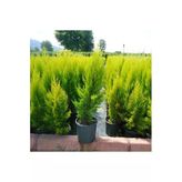 Limon Servi Fidanı (40-60 Cm)