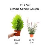 Limon Servi+ Gaura Çiçeği 2'li Set Dış Mekan Bitkisi