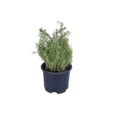 Limoni Kekik Fidanı 10-20 Cm