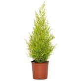 Limoni Servi 30-50 cm