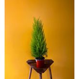 Limoni Servi (‘Goldcrest’)