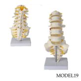 Lomber (Bel) Omurga Maketi Model 19
