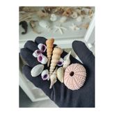 love your shell Deniz Kabuğu Seti: Doğadan Esinlenen kestane ve deniz kabukları