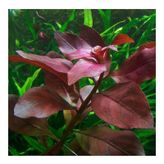 Ludwigia Repens Rubin Saksı Canlı Bitki