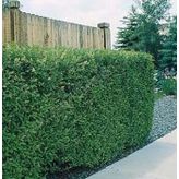 Lükstür Bitkisi Tohumu (Ligustrum)