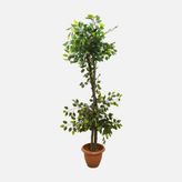 Lux Benjamin Yapay Bitki 160cm