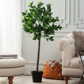 Madame Coco Fleurir Saksılı Bitki