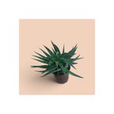 Makro Kaktüs Gasteria Flow 30 cm