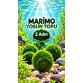 Mantıss 2 ADET Marimo Yosun Topu 2-4 Cm