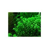 Marimo Scape Bacopa Monnieri 5 adet