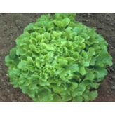 Marul Arapsaçı Tohumu - Aksel 10 gr