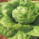 Marul Yedikule Tohumu - Aksel 10 gr