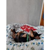 Mavi kedi kıyafeti