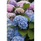 Mavi Ortanca Çiçeği Fidanı 10-20 cm