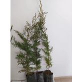 Mavi servi boy 80-100 cm boy