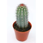 Mavi Sütun Kaktüs - 5.5 Cm Saksı