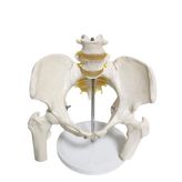 Maxi Omurga Pelvis Maketi Model 24