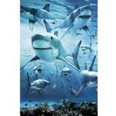 Maxi Shark Poster