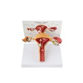Maxi Uterus Pelvik Taban Maketi Model 41