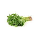 Mbb E-Ticaret Semizotu Tohumu 10 Gr