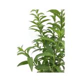 Melisa Çiçeği Fidanı 20-30 Cm