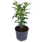 Melisa Parfüm Çiçeği - Canlı Çiçek - Cestrum Nocturnum