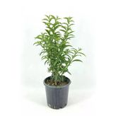 Melisa Parfüm Çiçeği Fidanı 10-20 cm