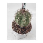 Melocactus-8.5 cm Saksı Kaktüs-ref 21h/34h/k45