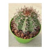 Melocactus--kaktüs--8,5 Cm Saksı