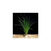 Mey İthalat Cyperus Juncus Saksı Canlı Bitki - Standart - Çok Renkli