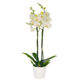 Midi Çift Dal Beyaz Orkide (Canlı Bitki) (50 Cm)