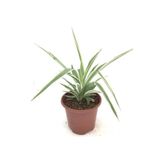 Mimoza Bitki Market Hava Temizleyici Kurdele Çiçeği Fidanı 15-25 cm