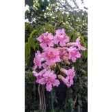 Mimoza Campsis Radicans Acem Borusu Pembe 20-40 Cm