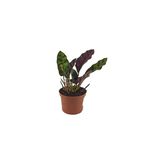 Mini Calathea Lancifolia Çiçeği Fidanı 10-20 Cm