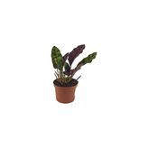Mini Calathea Lancifolia Dua Çiçeği Fidanı 10-20 Cm