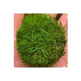 Mini Parvula In Vitro Cup Canlı Bitki