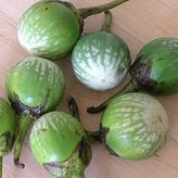 Mini Yeşil Patlıcan Tohumu