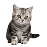 Minik Sevimli Kedi Araba Sitcker Yapıştırması 19CM