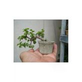 Minitaş Saksıda Bonsai Para Yeşim Ağacı