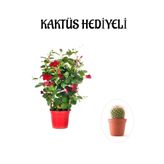 Mis Kokulu Kırmızı Renk Mandevilla Çiçeği Sevgililer Gününe Özel Kurdele Çiçeği Hediyeli, SRD30012025BYB407