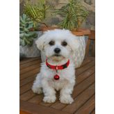 MIT KÖPEK FİGÜRLÜ ZİLLİ TASMA